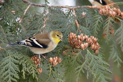 Goldfinch with Cedar Cones