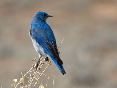 Mountain Bluebird