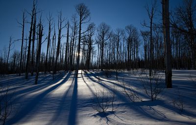 Long Shadows