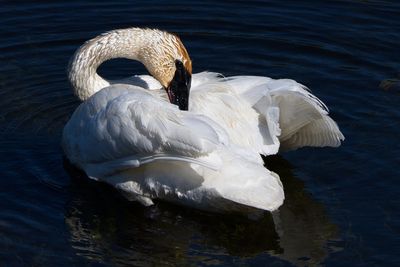 Preening