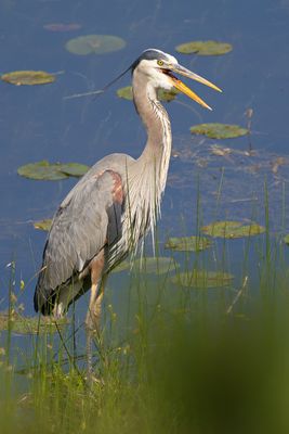 Great Blue Heron