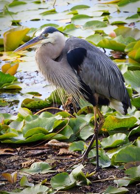 GBH