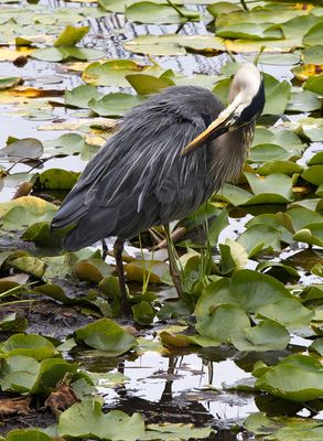 Preen