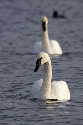 Season of Swans