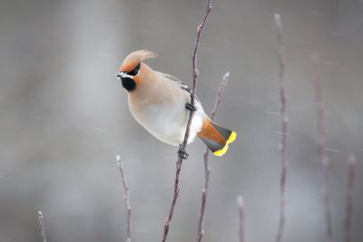 Bohemian Waxwing with light Snow