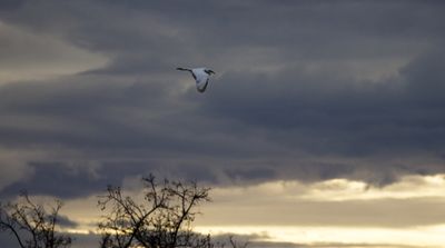 Egret at Dawn