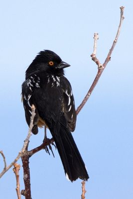 Spotted Towhee