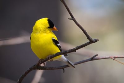 American Goldfinch