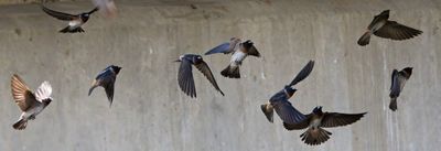 Cliff Swallows 