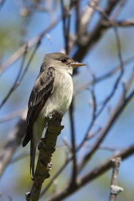 Olive-sided Flycatcher 