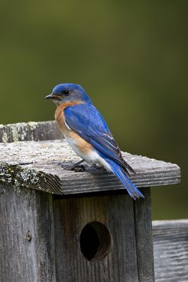 Eastern Bluebird
