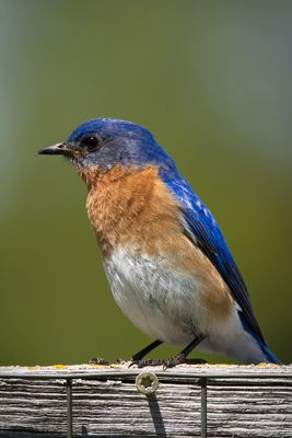 Eastern Bluebird