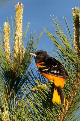 Baltimore Oriole