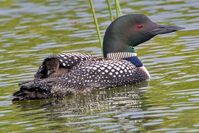 A Baby Loon's First Day
