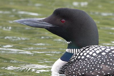 Loon Head