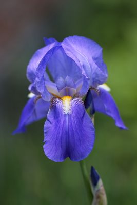 Early Summer Iris