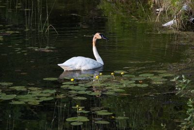 Swan at Dawn