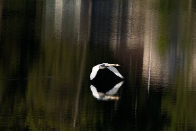 Flight of the Swan