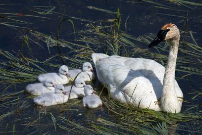 New Cygnets 