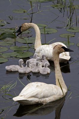 6 days Old
