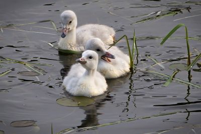 Cygnets