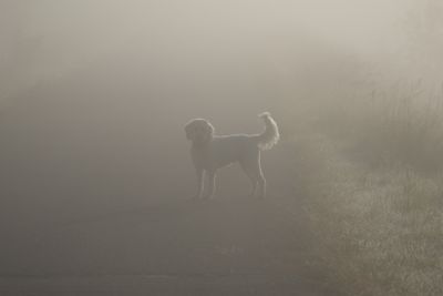 Cork in Fog 