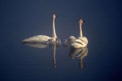 Swans on Glass