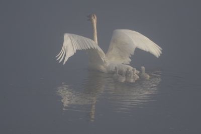 Mystical Morninng in Fog