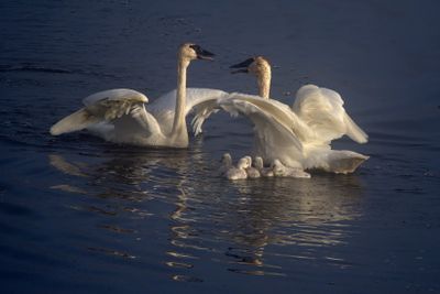 The Dance