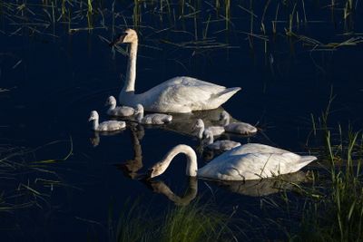 Swans at First Light 
