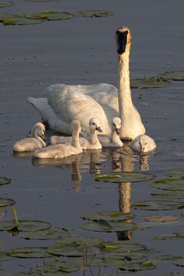 Family Portrait 