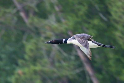 Flying Fast