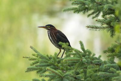 Green Heron