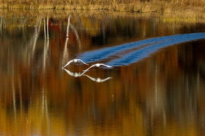 Swans in Fall Colors
