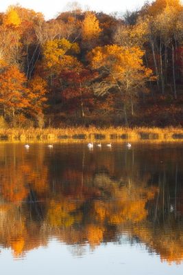 Swans in Fall Colors