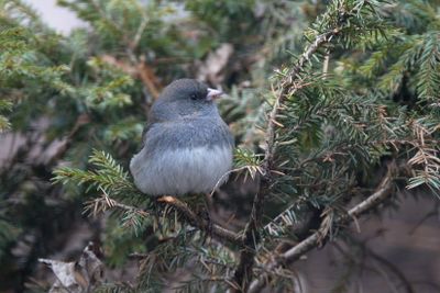 Dark-eye Junco