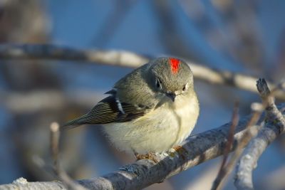 The Ruby Crown of a Ruby-crowned Kinglet 
