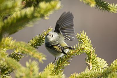 Ruby-crowned Kinglet