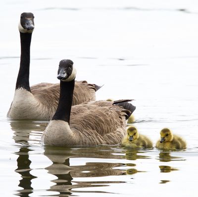 Waterfowl