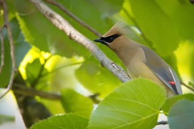 waxwings