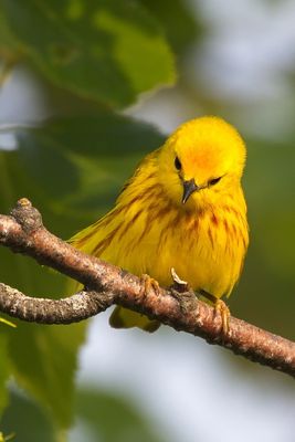 Warblers