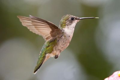 hummingbirds