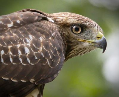 Red-tailed Hawk
