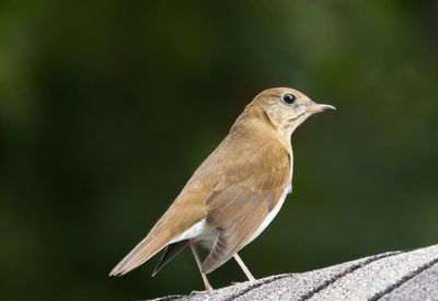 Birds