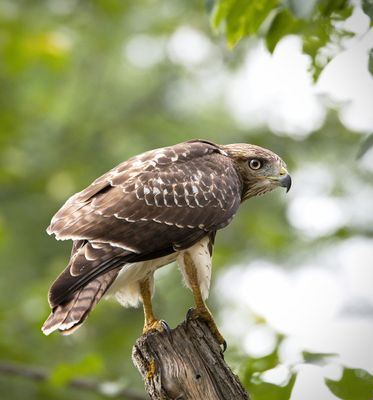 Red-tailed Hawk