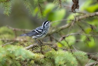 Black and White Warbler 