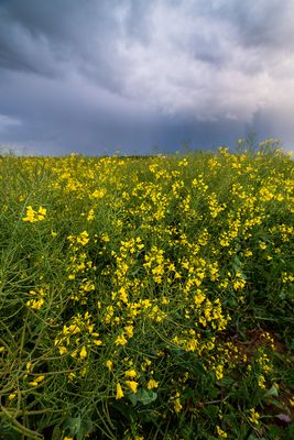 Mazowsze