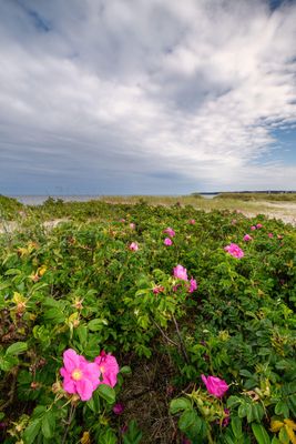 At the Baltic coast
