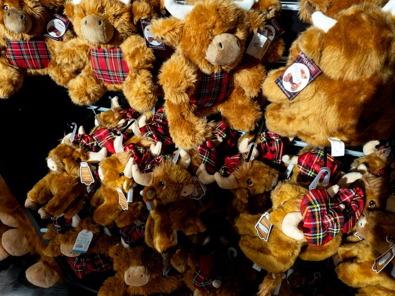 Highland Coos, Edinburgh