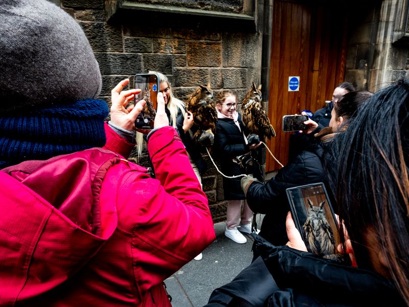 Owls on The Royal Mile, Edinburgh